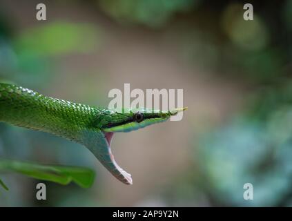 Raterno di rinoceronte (Gonyosoma boulengeri), adulto, ritratto animale, bocca aperta, prigioniero, Cina Foto Stock