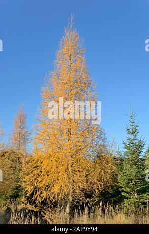 Larice europeo (Larix decidua) con colorazione autunnale, canne di piccole dimensioni (Calamagristis) e abete norvegese (Picea abies), Foresta di Arnsberg, Nord Foto Stock