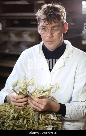 Lo scienziato detiene materiale di canapa Foto Stock