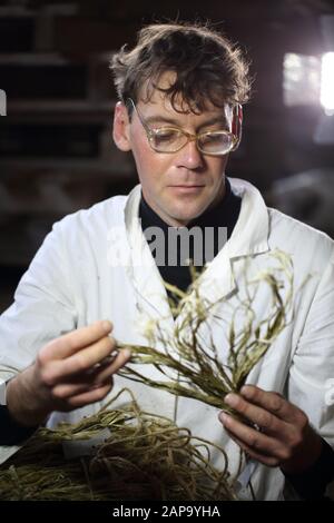 Lo scienziato detiene materiale di canapa Foto Stock