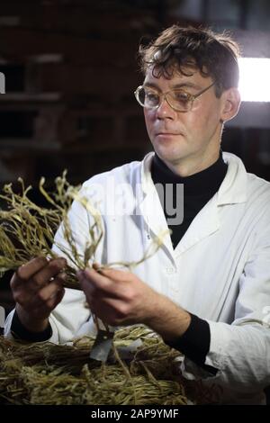 Lo scienziato detiene materiale di canapa Foto Stock