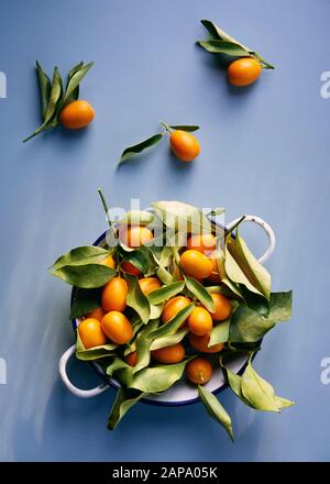 Kumquat greco appena raccolto Foto Stock