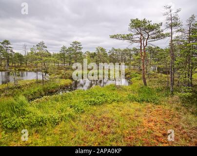 Rannametsa Tolkuse percorso di studio della natura. Vista panoramica sulle paludi con un piccolo laghetto e una zona umida. Estonia. Foto Stock