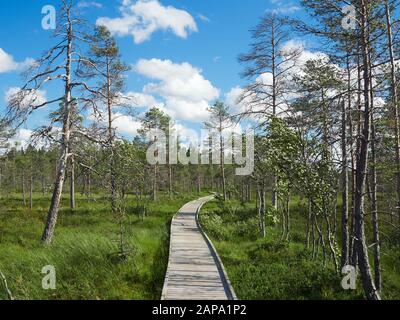 Paesaggio a nord dalla Kauhaneva-Pohjankangas parco nazionale in Finlandia. Foto Stock