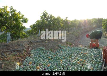 Lavoratore agricolo che impacchettano frutta di mango nella raccolta di mango Foto Stock