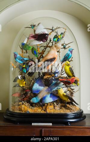 Custodia a cupola di uccelli farciti nel Museo di Wallington, Northumberland. Questo fa parte della collezione formata da Jane, Lady Wilson di Charlton Par Foto Stock