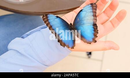 Grande farfalla blu si siede su una mano maschio. Primo piano. Foto Stock