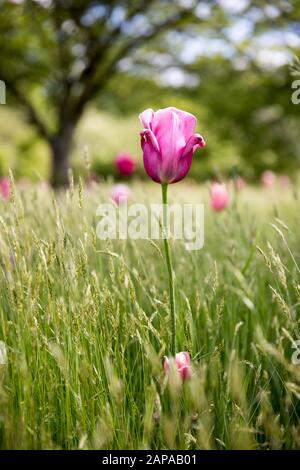 Un tulipano prato in primavera, diversi tulipani rosa, un tulipano sul fuoco di fronte - Kew Gardens, Londra, Regno Unito, giardini botanici Foto Stock