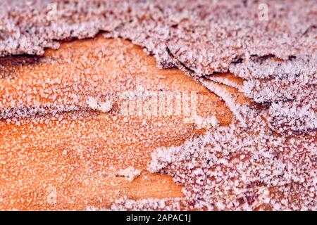 Tronco di albero marrone luminoso con cristallo di ghiaccio sulla corteccia su una fredda e frosty mattina invernale in Germania nel mese di dicembre come sfondo Foto Stock