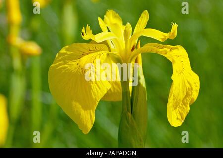 Iris giallo ( iris pseudacorus), conosciuto anche come Bandiera gialla, primo piano di un singolo fiore su uno sfondo verde. Foto Stock