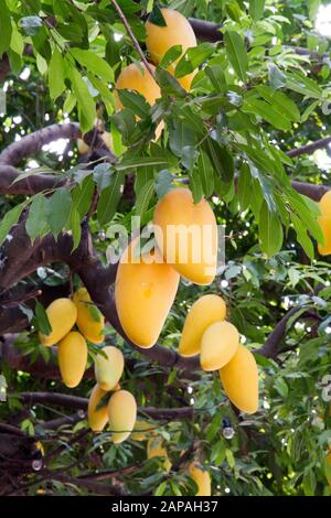 Mango albero di frutta appeso Chiang mai Thailad Foto Stock