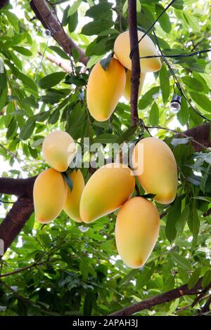 Mango frutti albero ramo sospeso Chiang mai Thailandia Foto Stock