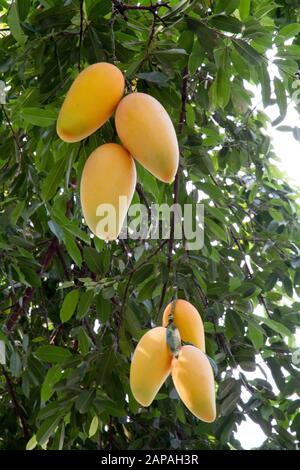 Mango frutti albero ramo appeso frech chiang mai chiangmai Thailandia Foto Stock