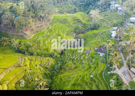 Campo percorso Ubud Foto Stock