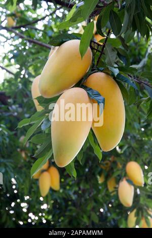 Mango frutta su rami pensili Foto Stock