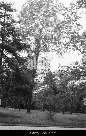 30 anni Annotazione: Parola chiave originale Eugenü Data: Giugno 1935 Località: Kew Gardens, Londra Parole Chiave: Pioppi e salici Foto Stock