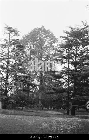 30 anni Annotazione: Parola chiave originale Eugenü Data: Giugno 1935 Località: Kew Gardens, Londra Parole Chiave: Pioppi e salici Foto Stock