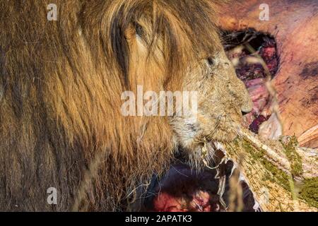 Maschio di leone mangiare da un animale morto Foto Stock