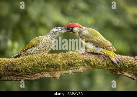 Nutrire Green Juvenile Woodpecker Wildlife su ramo UK natura Foto Stock