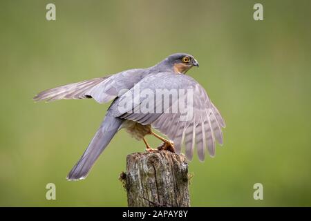 Proteggere il falco passero maschio sul posto del perch nella caccia di campo Foto Stock