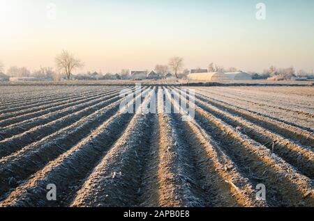 Campo di fattoria invernale pronto per la nuova stagione di semina. Agricoltura e agroalimentare. Scegliere il momento giusto per seminare campi semi di pianta, protezione dalla primavera Foto Stock