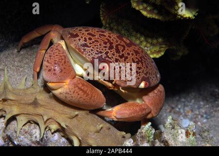 Konvexe Riffkrabbe Carpilius Convexus Fam. Carpiliidae - Riffkraben Foto Stock