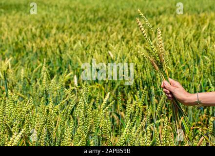 Campo di farro con donna che tiene una guglie Foto Stock