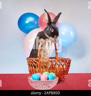 Bel coniglietto sullo sfondo di palloncini e uova di Pasqua Foto Stock