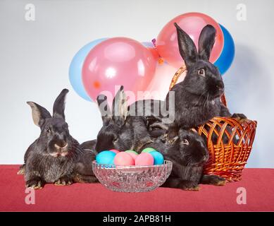 Quattro coniglietti e uova di Pasqua Foto Stock
