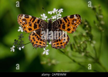 Forma primaverile della farfalla europea (Araschnia levana) su un fiore di prezzemolo di mucca (Anthriscus sylvestris) Foto Stock