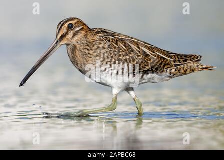 Colpo stretto di snipe comune a piedi sul bordo della riva del mare in una giornata di sole brillante Foto Stock