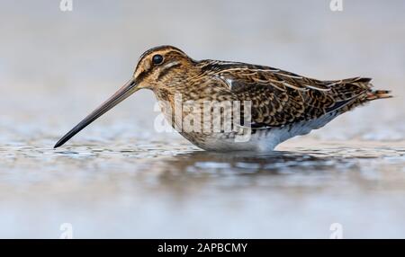 Snipe comune adulto che posa in acque profonde di piccolo stagno nella stagione di allevamento Foto Stock