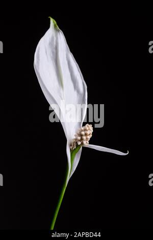 Vita ancora minimalistica di un giglio di Pace Giapponese (Spathiphyllum) su sfondo scuro Foto Stock