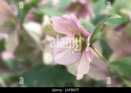 Hellebore fiore di rosa di Natale Foto Stock