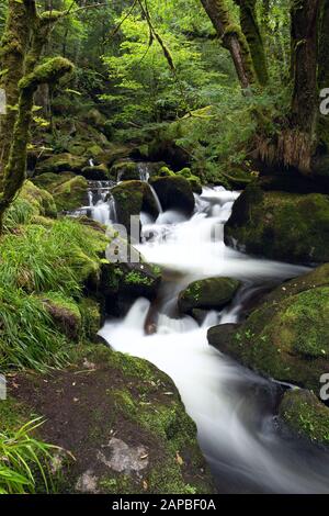 Golitha Falls in estate Cornwall Uk Foto Stock