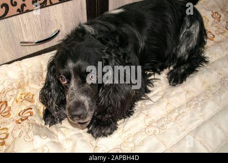 Bellissimo cane nero spaniel con occhi blu è sdraiato su una coperta beige chiaro. Ritratto russo di spaniel. Cane guardando dritto alla fotocamera con caglio Foto Stock