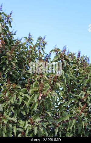 Gambi di rosso, e chioma curvo con una piega di mezza linea sono caratteristiche di Laurel Sumac, Malosma Laurina, pianta nativa delle montagne di Santa Monica. Foto Stock