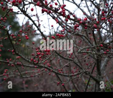 Un paese delle meraviglie invernali di Hedgerow in Lanes di paese inglese che circonda Winchester, Hampshire, Inghilterra. La splendida diversità del colore invernale Foto Stock