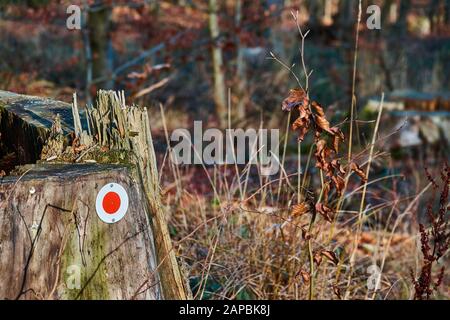 Puntino rosso su un tronco di albero per segnare il corso di un sentiero escursionistico, tipico contrassegno tedesco per gli escursionisti per trovare la strada giusta Foto Stock