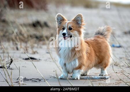 Welsh Corgi Fluffy corre intorno alla spiaggia e gioca nella sabbia - immagine Foto Stock