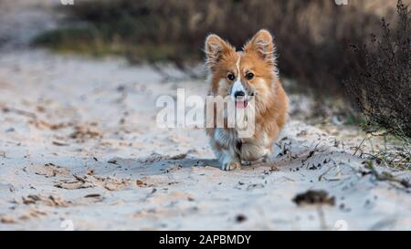 Welsh Corgi Fluffy corre intorno alla spiaggia e gioca nella sabbia - immagine Foto Stock