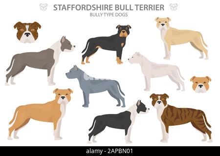 Cani tipo Pit bull. Staffordshire bull terrier. Diverse varietà di cappotto colore bully cani set. Illustrazione del vettore Illustrazione Vettoriale