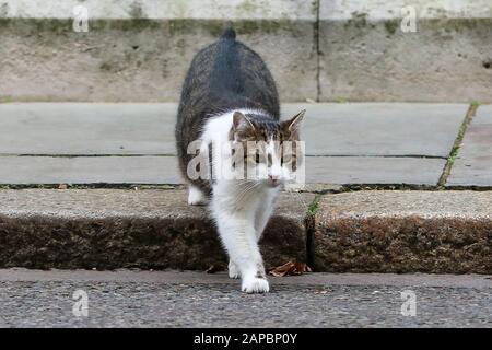 Londra, Regno Unito. 22nd Gen 2020. Larry, il gatto di strada di No 10 e mouser capo all'ufficio del gabinetto fuori e circa in Downing Street. Credit: Dinendra Haria/Sopa Images/Zuma Wire/Alamy Live News Foto Stock