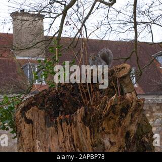 Common Gray Squirrel scavando i suoi negozi nei terreni del castello di Wolvesley, Winchester, Hampshire, Inghilterra. Foto Stock