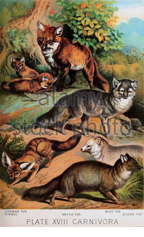 Fox comune, Tenrec, Arctic Fox, Blue Fox, Silver Fox, litografia a colori vintage illustrazione dal 1880 Foto Stock