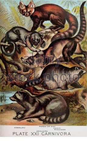 Kinkajou, Agouara, Panda o Wah (Red Panda), Coaiti, Raccoon, litografia a colori vintage illustrazione dal 1880 Foto Stock