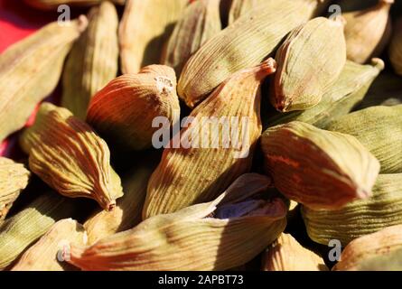 Macro primo piano di palo isolato con baccelli di cardamomo verdi lavorati Foto Stock