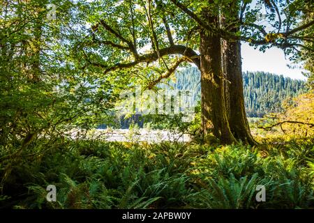 Felci e grandi alberi di acero a foglia lungo il fiume Hoh, Hoh Rain Forest, Olympic National Park, Washington state, USA. Foto Stock