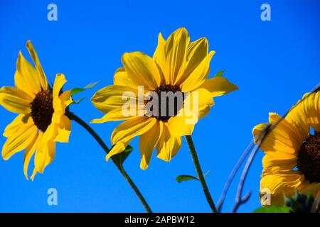 Vista ravvicinata ad angolo basso su due girasoli gialli isolati (helianthus artrorubens) sboccia contro il cielo blu Foto Stock