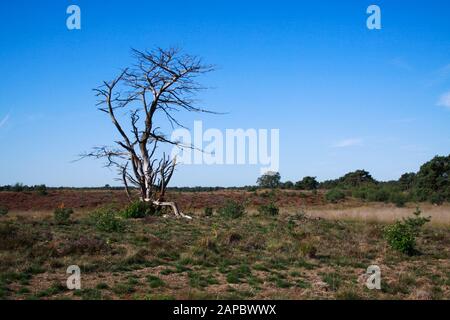 Vista sul paesaggio di brughiera con fiori di erica e albero isolato morto contro il cielo blu - Groote Heide vicino Eindhoven, Paesi Bassi Foto Stock